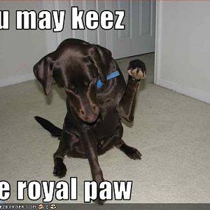 Royal Doggy