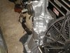 fresh stang 015.JPG