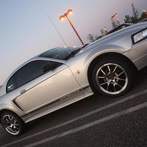 Sexy Mustang