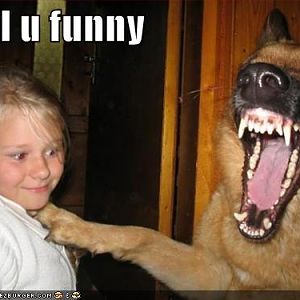 Funny Doggy