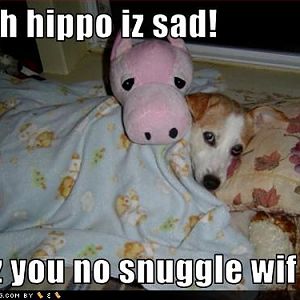 Hippo Doggy