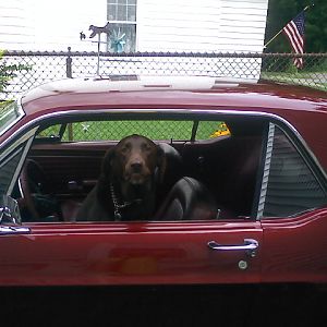 chocolate lab and a mustang