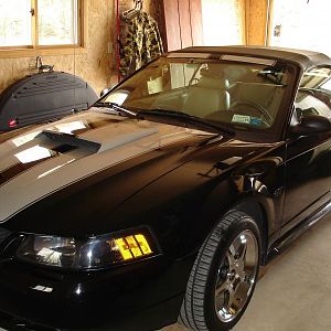 Stang "Sleeping" for the Winter